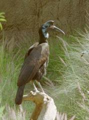 Abyssinian Ground-Hornbill Abyssinian Ground-Hornbill